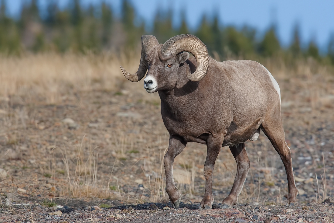 Bighorn Sheep (Male), Near Hinton, Alberta