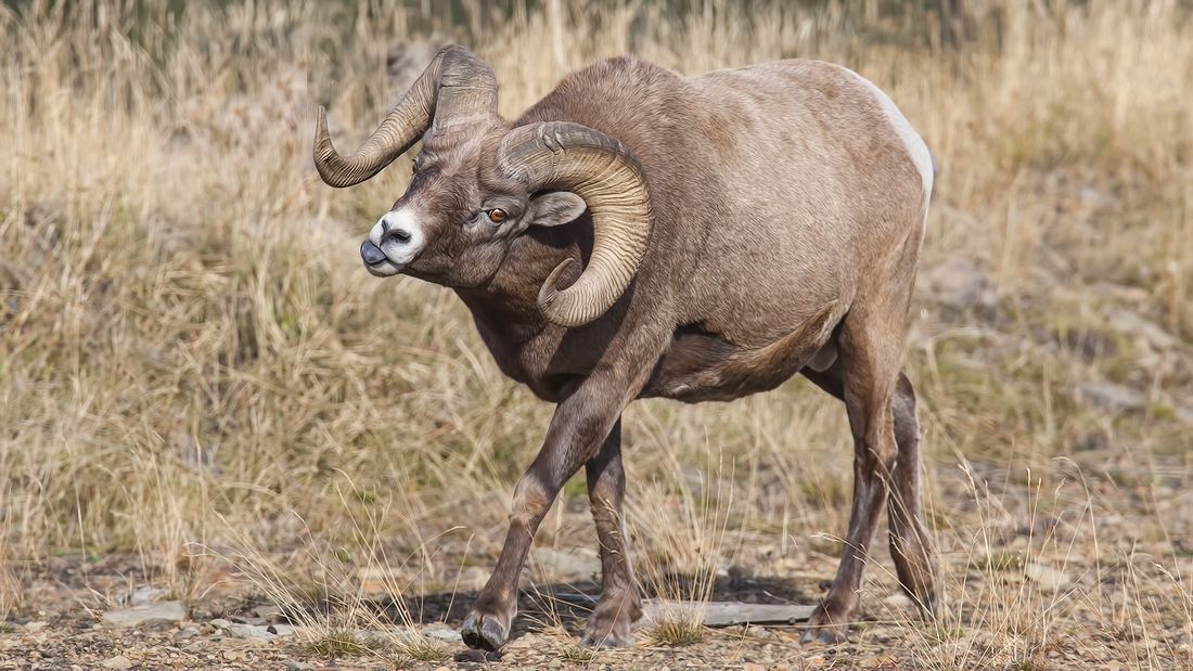 Bighorn Sheep (Male), Near Hinton, Alberta