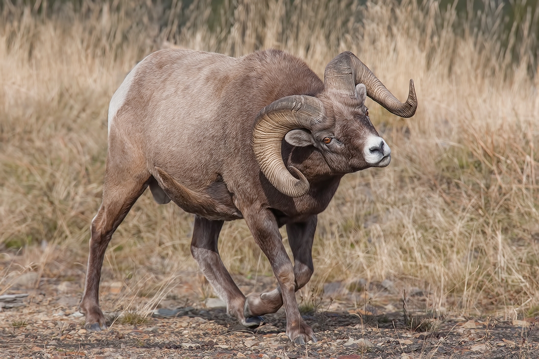 Bighorn Sheep (Male), Near Hinton, Alberta