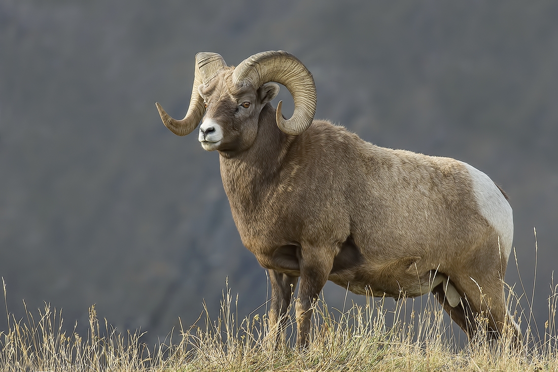 Bighorn Sheep (Male), Near Hinton, Alberta