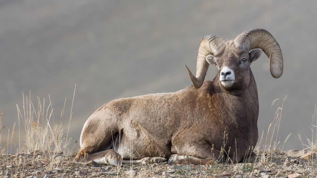 Bighorn Sheep (Male), Near Hinton, Alberta