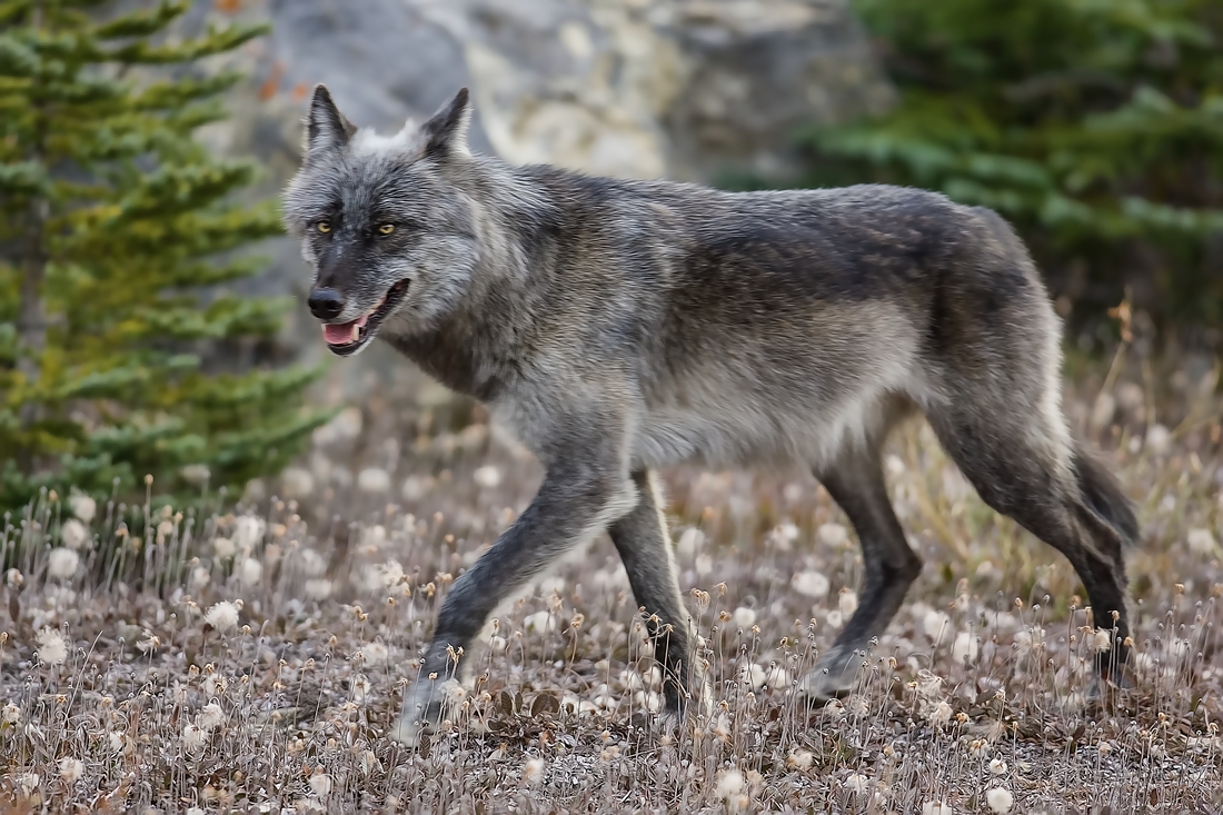 Wolf, Ice Fields Parkway, Jasper National Park, Alberta