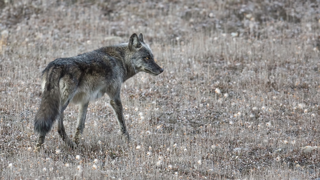 Wolf, Ice Fields Parkway, Jasper National Park, Alberta