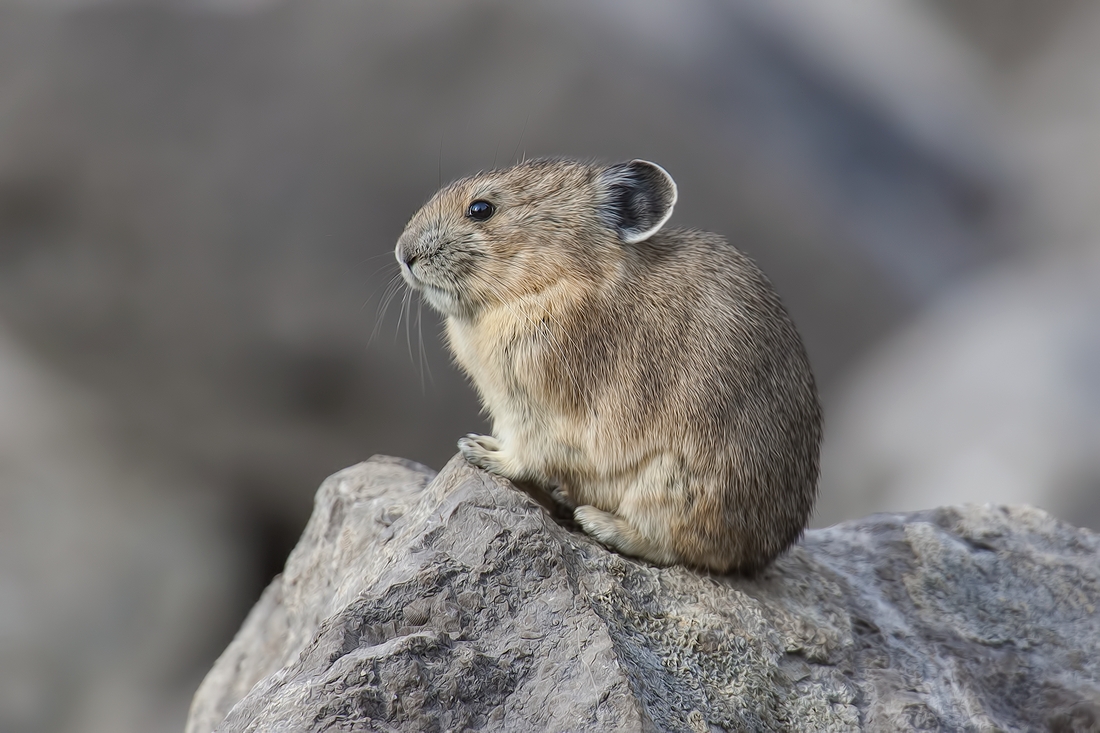 Pika, Medicine Lake, Jasper National Park, Alberta