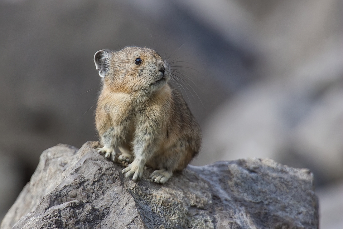 Pika, Medicine Lake, Jasper National Park, Alberta