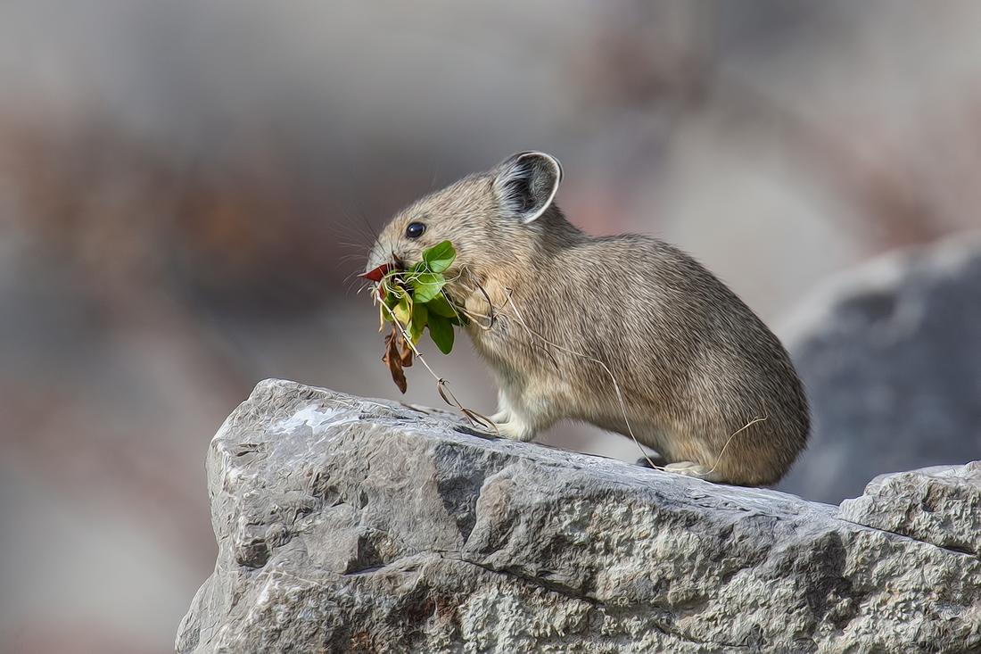 Pika, Medicine Lake, Jasper National Park, Alberta