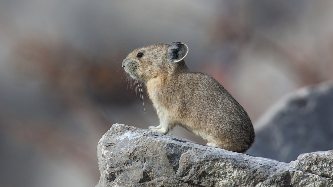 Pika, Medicine Lake, Jasper National Park, Alberta