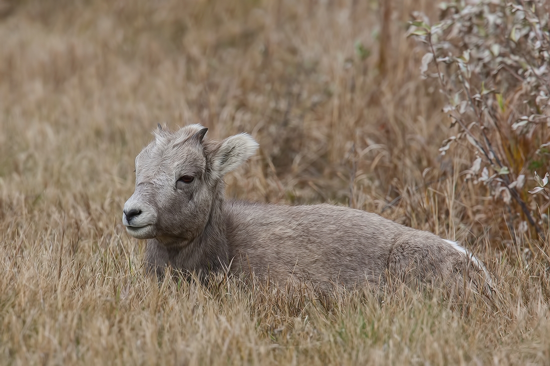 Bighorn Sheep (Juveniel), Near Jasper, Alberta