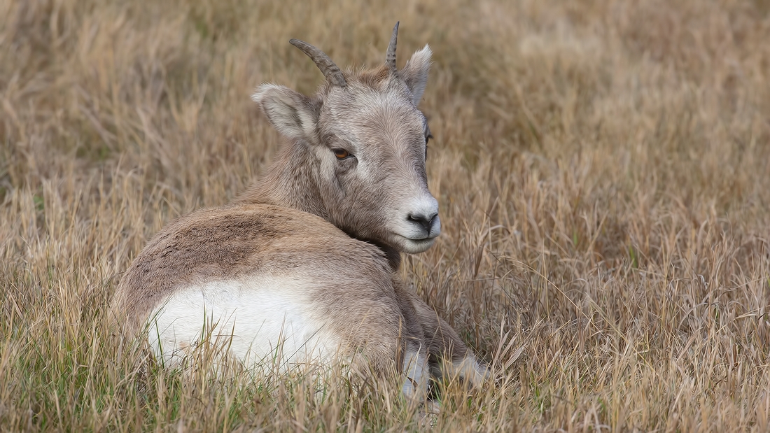 Bighorn Sheep (Juveniel), Near Jasper, Alberta