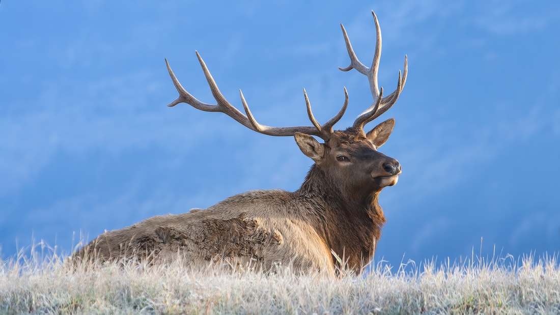 Rocky Mountain Elk (Bull), Jasper National Park, Alberta