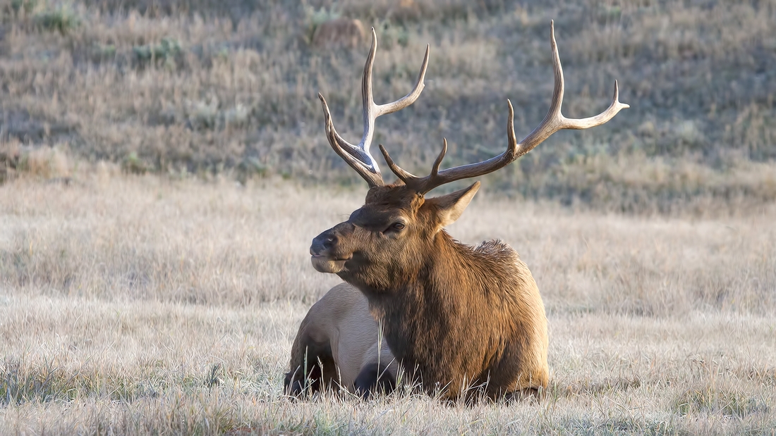 Rocky Mountain Elk (Bull), Jasper National Park, Alberta