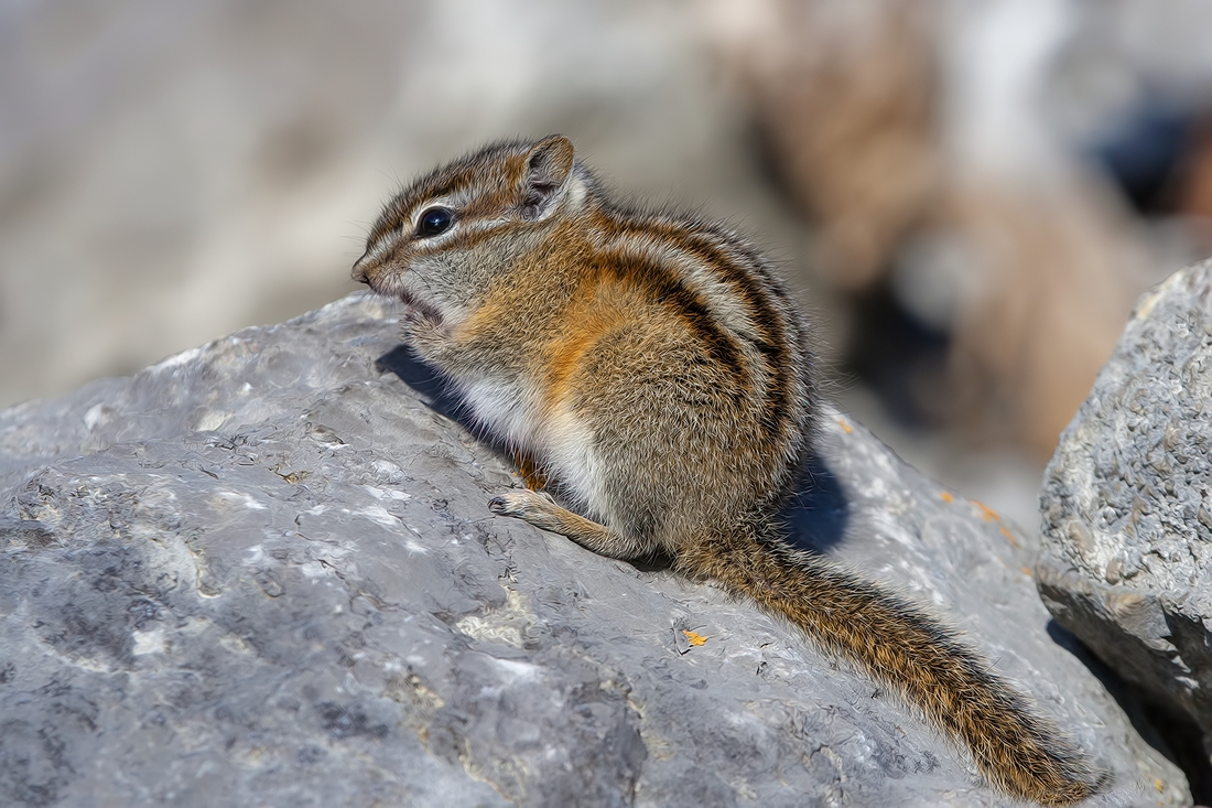 Least Chipmunk, Medicine Lake, Jasper National Park, Alberta