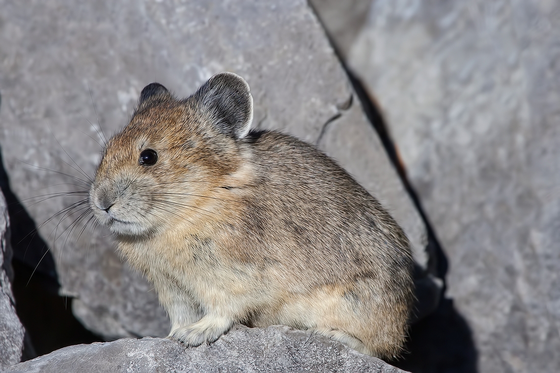 Pika, Medicine Lake, Jasper National Park, Alberta