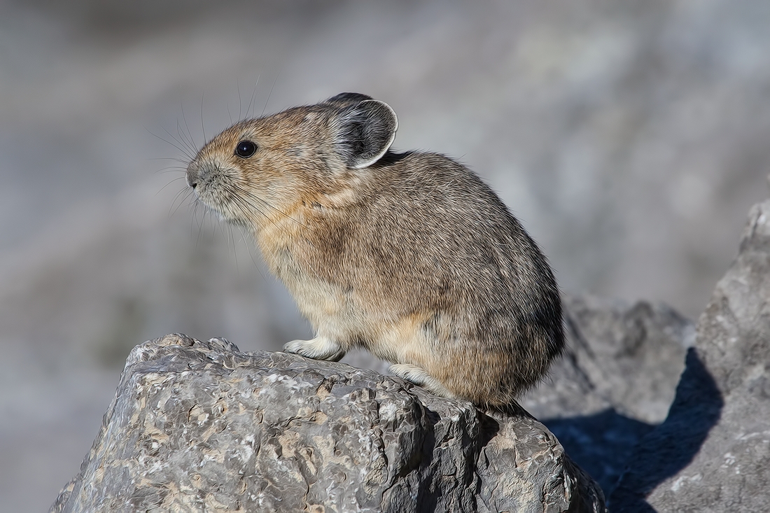 Pika, Medicine Lake, Jasper National Park, Alberta