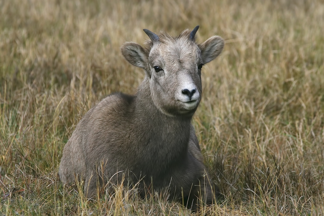 Bighorn Sheep (Juvenile), Near Jasper, Alberta