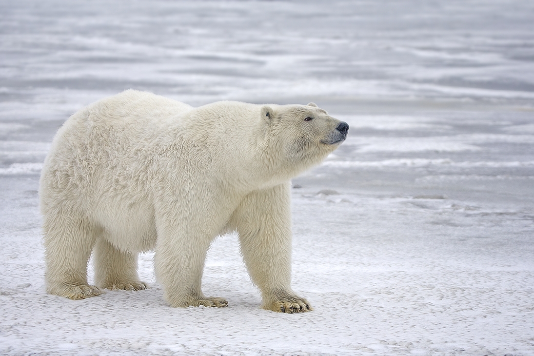 Polar Bear (Sow), Kaktovik, Barter Island, Alaska