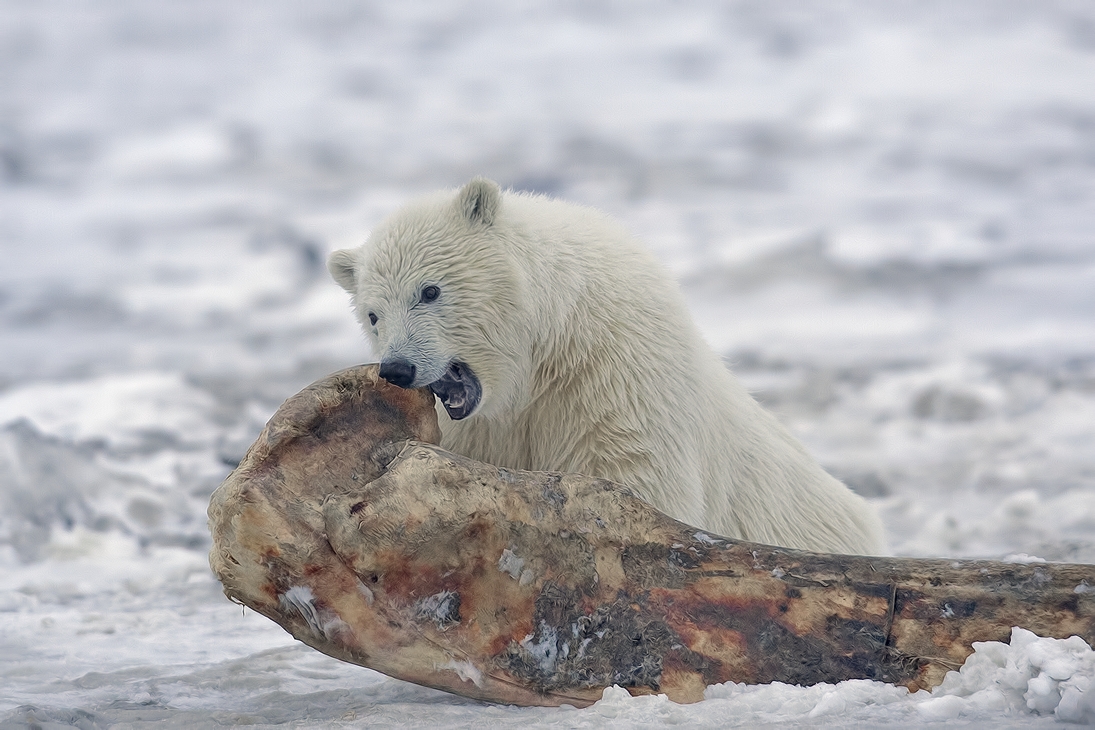 Polar Bear (Cub), Kaktovik, Barter Island, Alaska