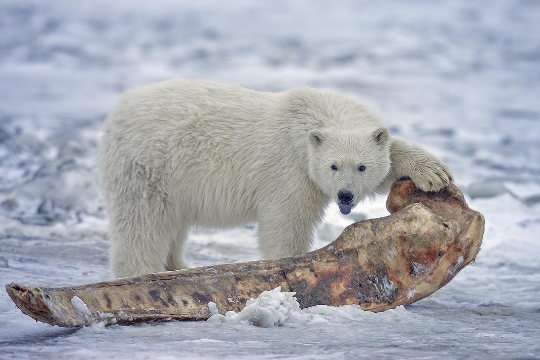 Polar Bear (Cub), Kaktovik, Barter Island, Alaska