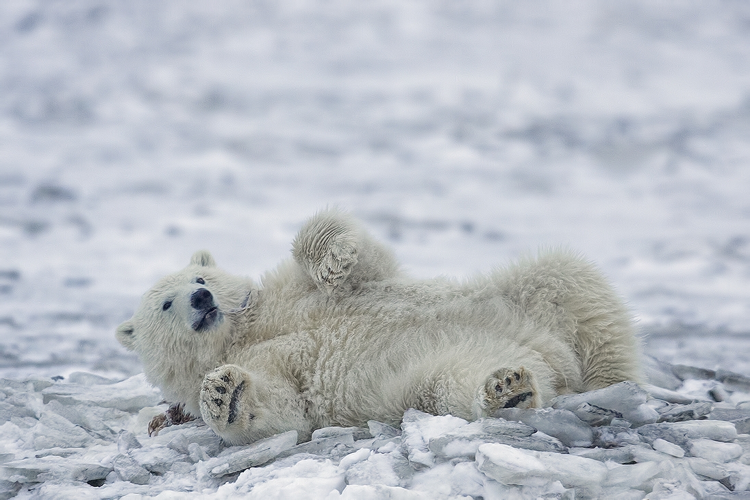 Polar Bear (Cub), Kaktovik, Barter Island, Alaska