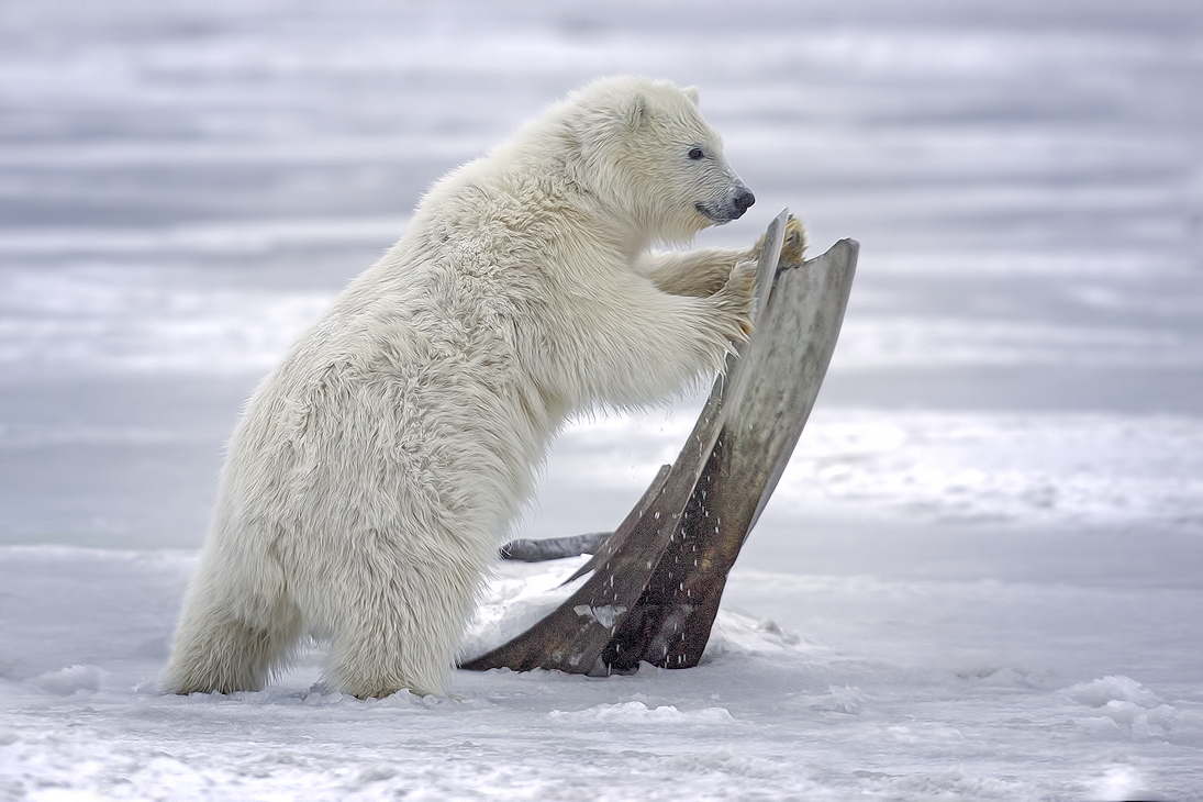 Polar Bear (Cub), Kaktovik, Barter Island, Alaska