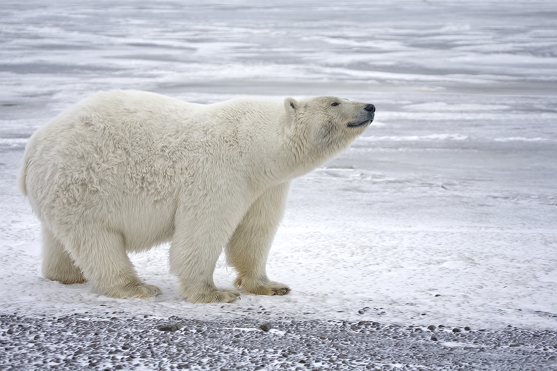 Polar Bear (Sow), Kaktovik, Barter Island, Alaska