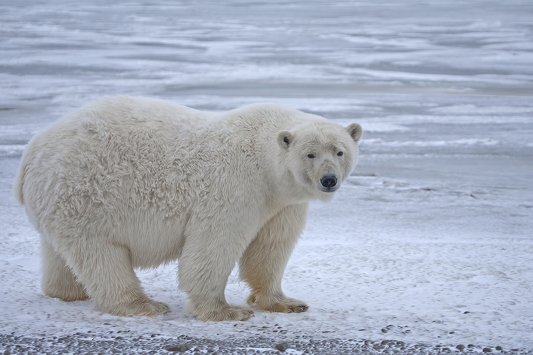 Polar Bear (Sow), Kaktovik, Barter Island, Alaska