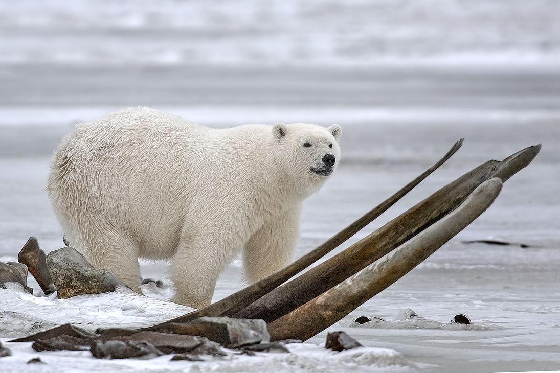 Polar Bear (Boar), Kaktovik, Barter Island, Alaska