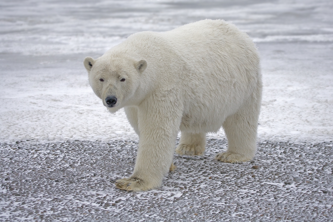 Polar Bear (Sow), Kaktovik, Barter Island, Alaska