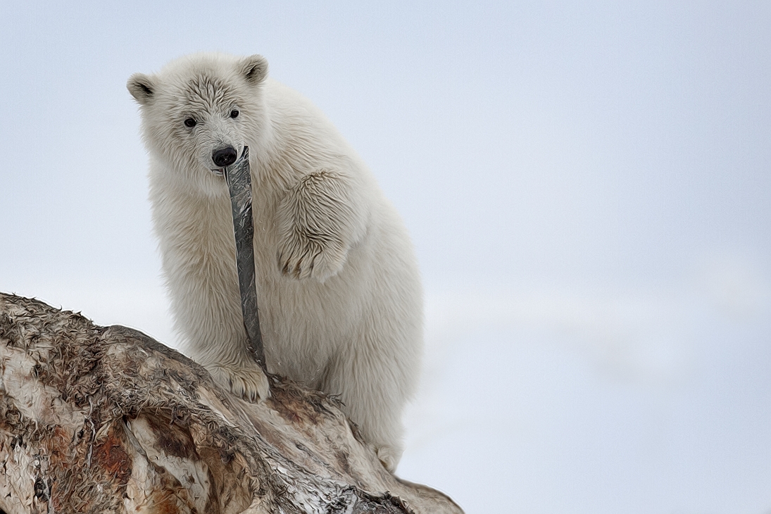 Polar Bear (Cub), Kaktovik, Barter Island, Alaska