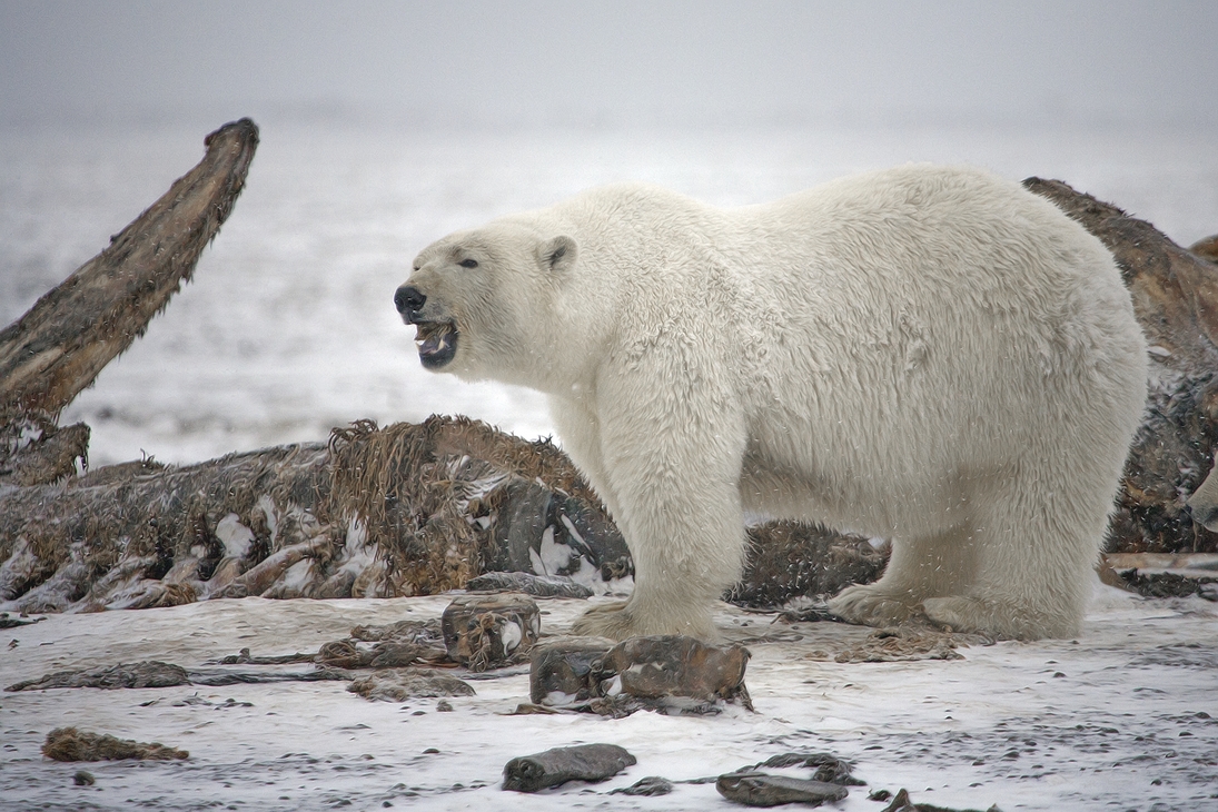 Polar Bear (Sow), Kaktovik, Barter Island, Alaska