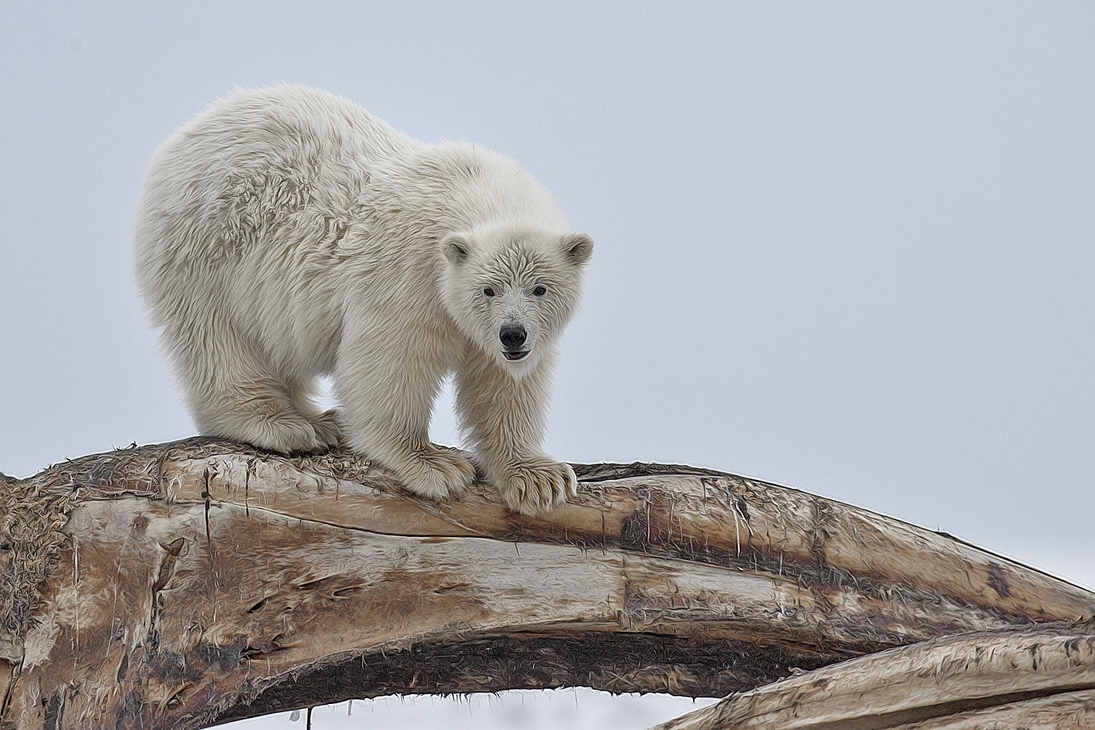 Polar Bear (Cub), Kaktovik, Barter Island, Alaska