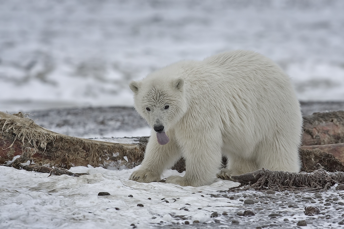 Polar Bear (Cub), Kaktovik, Barter Island, Alaska