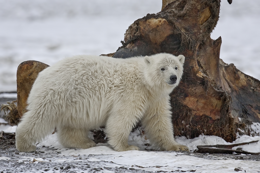 Polar Bear (Cub), Kaktovik, Barter Island, Alaska