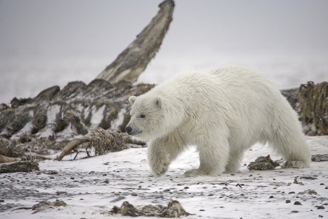 Polar Bear (Cub), Kaktovik, Barter Island, Alaska