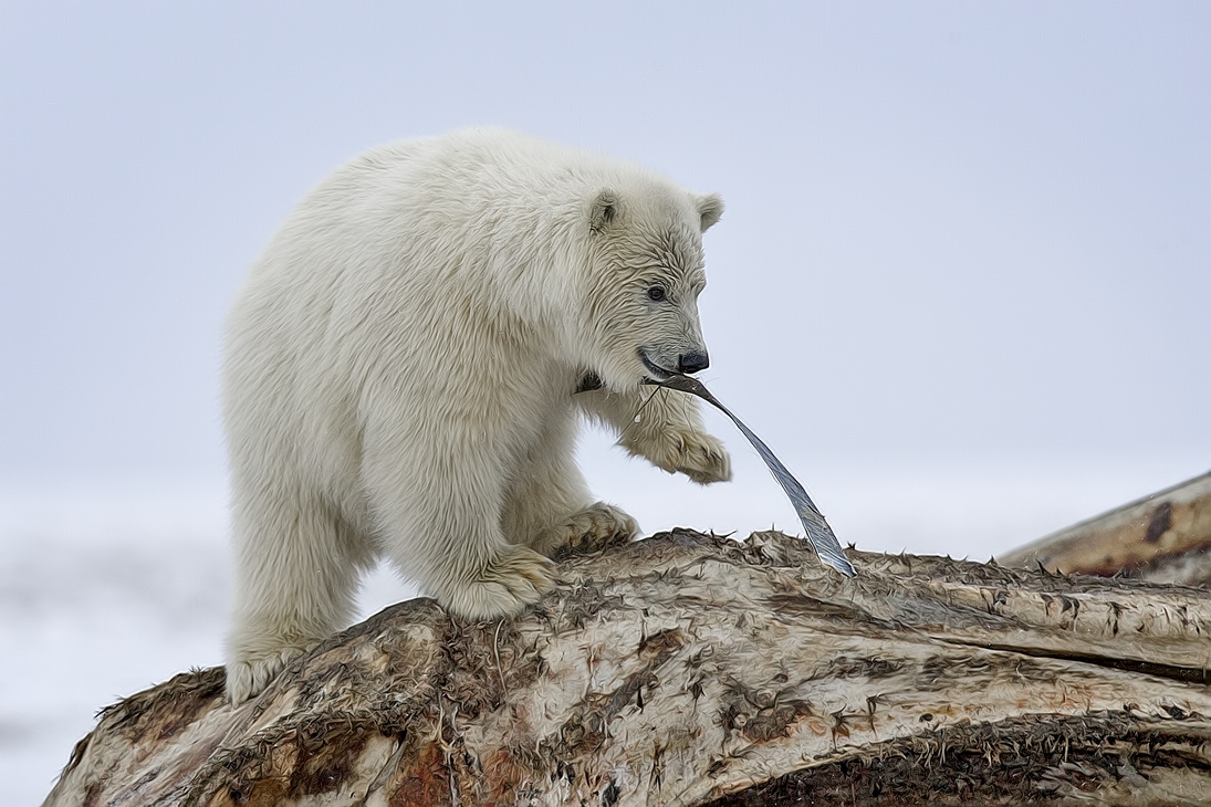 Polar Bear (Cub), Kaktovik, Barter Island, Alaska