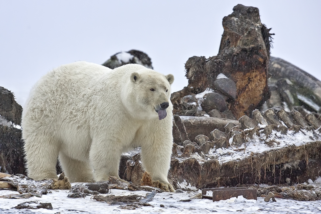 Polar Bear (Sow), Kaktovik, Barter Island, Alaska