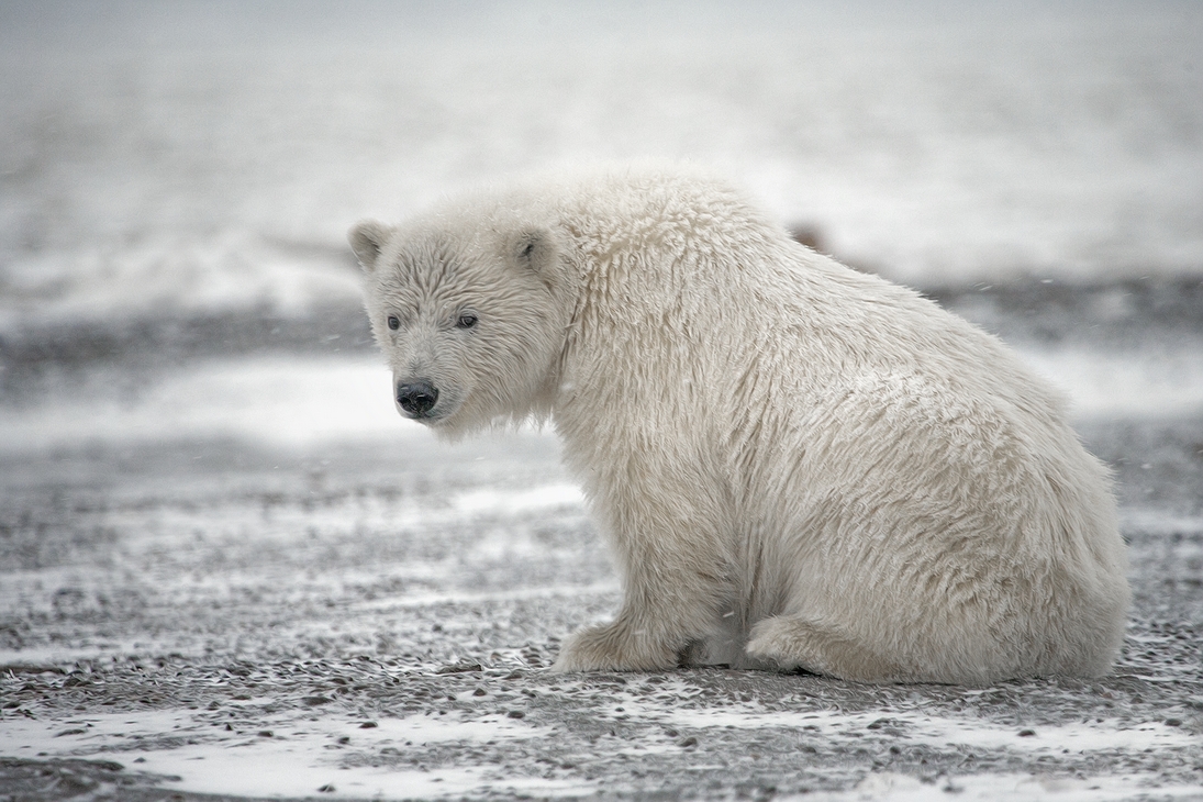 Polar Bear (Cub), Kaktovik, Barter Island, Alaska