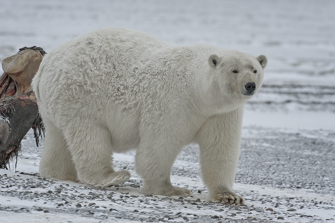 Polar Bear (Sow), Kaktovik, Barter Island, Alaska