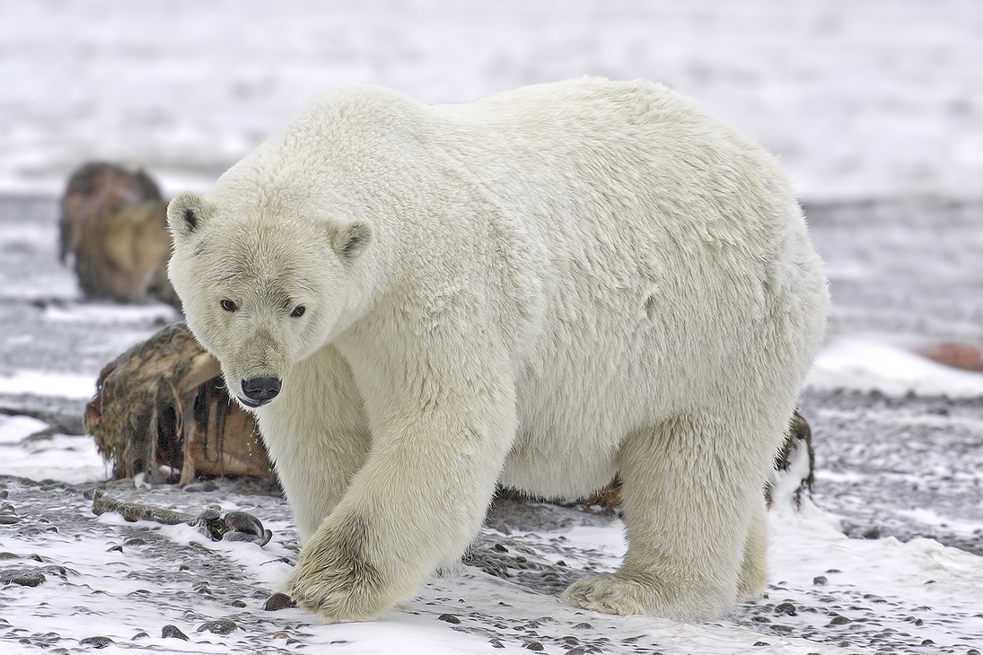 Polar Bear (Cub), Kaktovik, Barter Island, Alaska