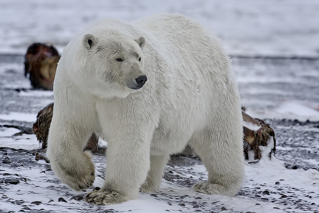 Polar Bear (Sow), Kaktovik, Barter Island, Alaska