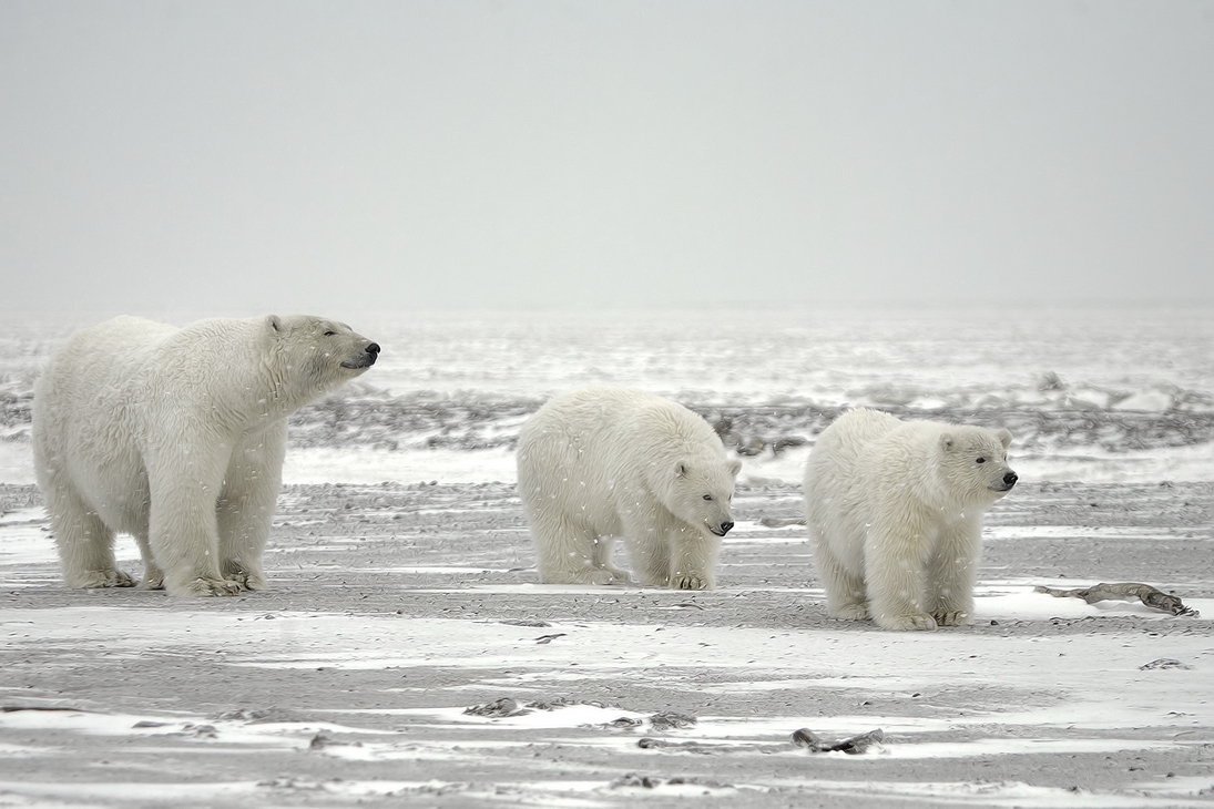 Polar Bear (Sow With Cubs), Kaktovik, Barter Island, Alaska