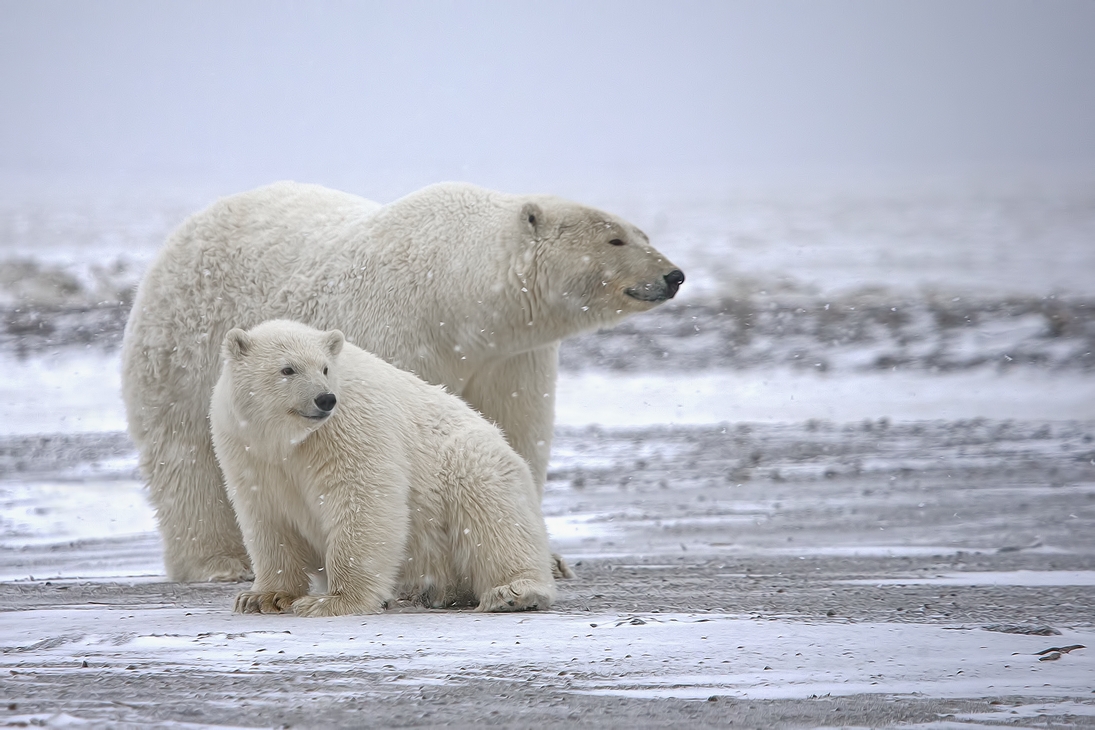 Polar Bear (Sow With Cub), Kaktovik, Barter Island, Alaska