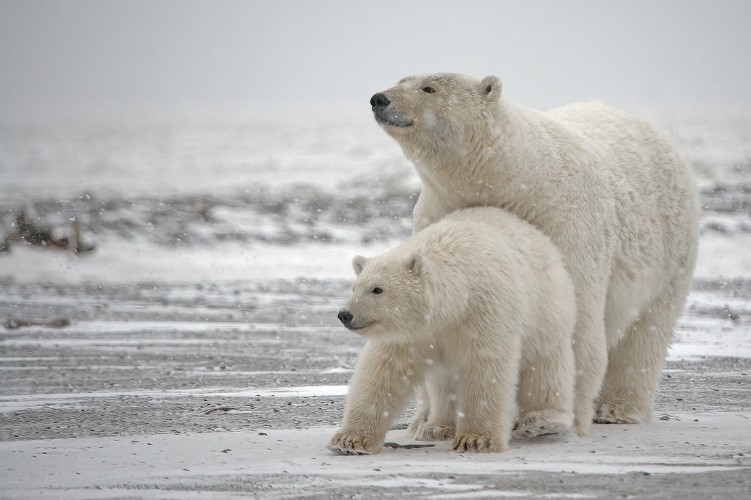 Polar Bear (Sow With Cub), Kaktovik, Barter Island, Alaska