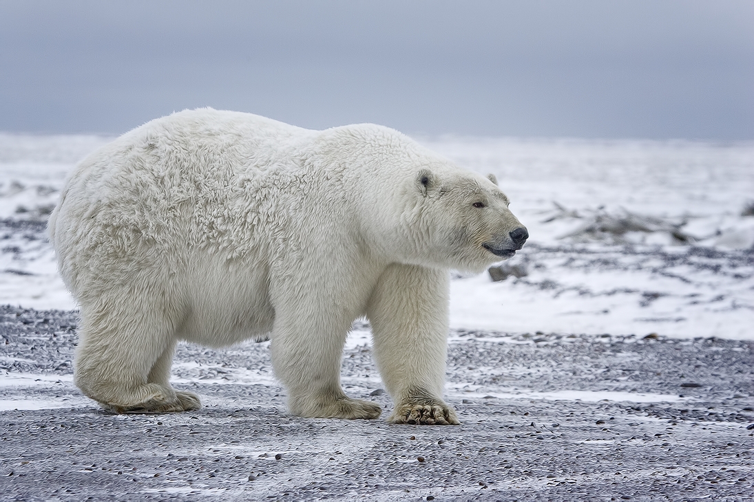 Polar Bear (Sow), Kaktovik, Barter Island, Alaska