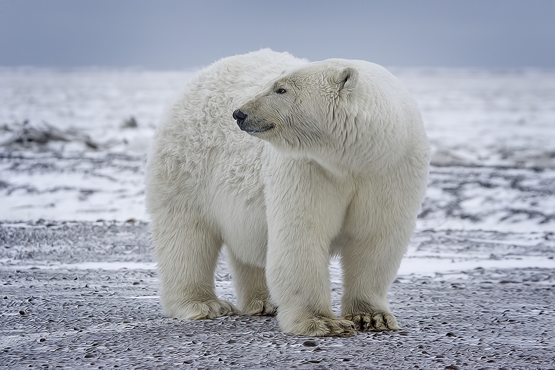 Polar Bear (Sow), Kaktovik, Barter Island, Alaska