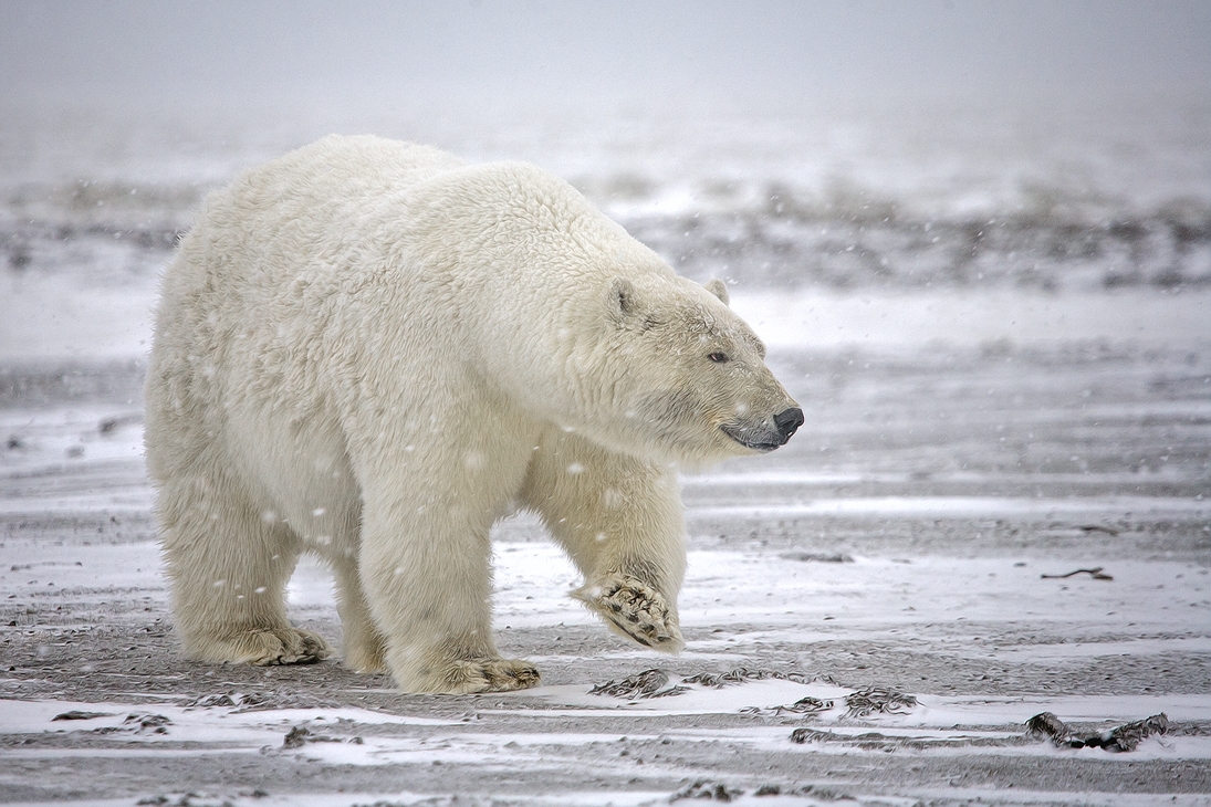 Polar Bear (Sow), Kaktovik, Barter Island, Alaska