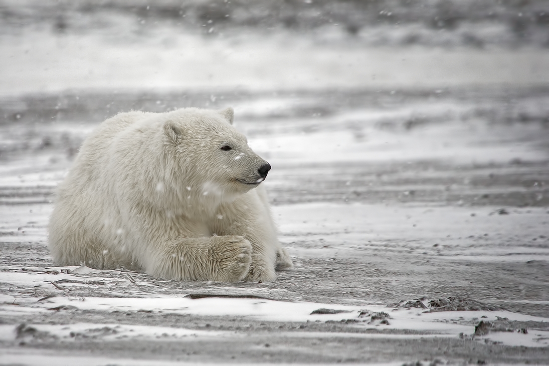 Polar Bear (Cub), Kaktovik, Barter Island, Alaska