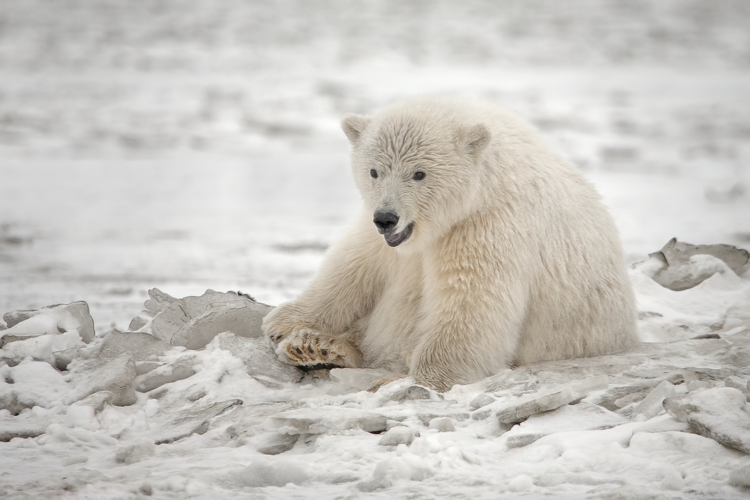 Polar Bear (Cub), Kaktovik, Barter Island, Alaska