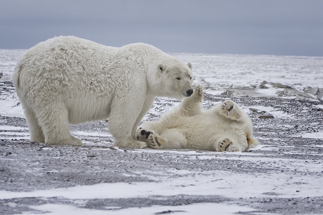 Polar Bear (Sow And Cub), Kaktovik, Barter Island, Alaska