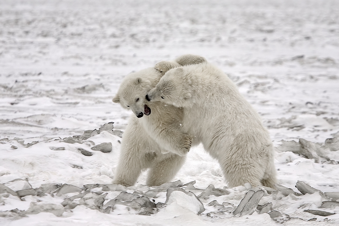 Polar Bear (Cubs), Kaktovik, Barter Island, Alaska